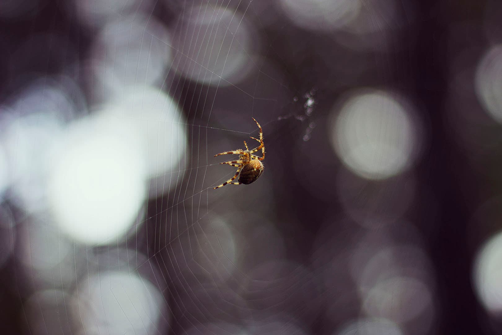 El oficio de la paciencia